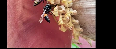 Bees that are looking for nextar Stock Footage 310946192