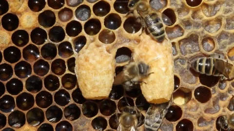 Bees are paying attention to the developing larva of Queen Bee. Stockbeeldmateriaal 225707976