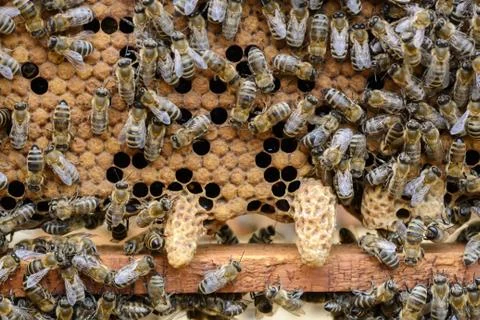 Bees are paying attention to the developing larva of the Queen Bee. Stock Photos