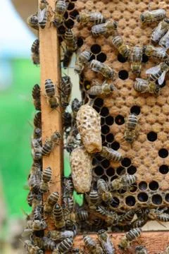 Bees are paying attention to the developing larva of the Queen Bee. Stock Photos
