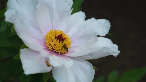 Bees are a peony flower. Stock Footage 218699390