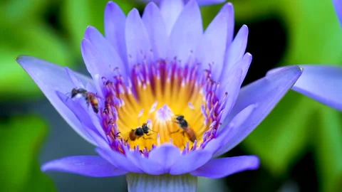 Bees are pollinating on the lotus pollen Stock Footage 158865713