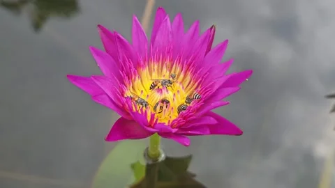 Bees are pollinating purple lotus flowers. Stock Footage 285148686