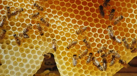 Bees are processed nectar to honey. On honeycombs with honey Stockbeeldmateriaal 65815567