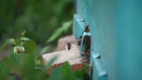 Bees are returning to the apiary 스톡 동영상 107969073
