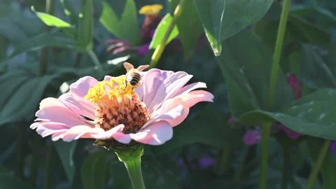 Bees are searching for nectar. Stock Footage 144118555