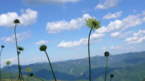Bees are sitting on a flower Stock Footage 137347972