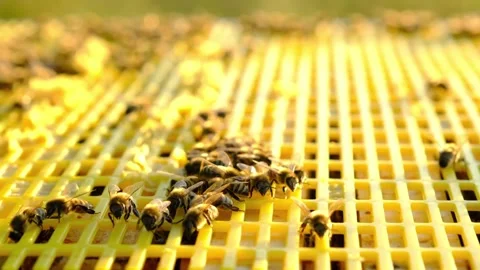 Bees are sitting in a hive on a close-up frame. Beekeeping, sealing honeyco.. Stock Footage 280575536