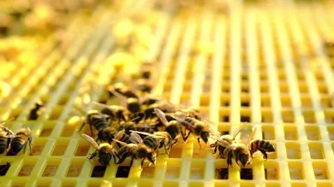 Bees are sitting in a hive on a close-up frame. Beekeeping, sealing honeyco.. Stock Footage 280575844