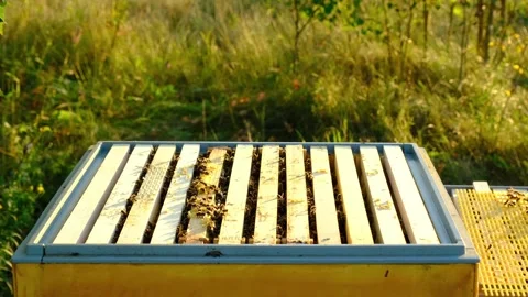 Bees are sitting in a hive on a close-up frame. Beekeeping, sealing honeyco.. Stock Footage 280576188