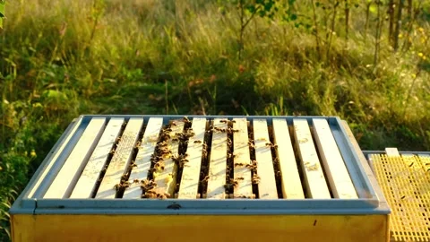 Bees are sitting in a hive on a close-up frame. Beekeeping, sealing honeyco.. Stock Footage 280577270