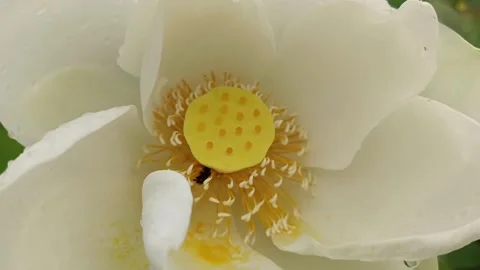 Bees are sucking nectar from pollen on a lotus flower Stockbeeldmateriaal 328403079