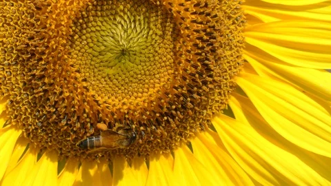 Bees are on sunflower pollen. 스톡 동영상 106866393