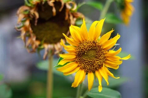 Bees are swarming sunflower Stock Photos