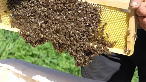 Bees are thrown back into hive during demonstration. Slow motion 4k video 動画素材 315869408