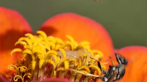 Bees are trying to drive an aggressive wasp from a flower that it has occupied . Stock-Footage 250627542