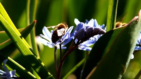 Bees are at work looking for pollen Video stock 254862799