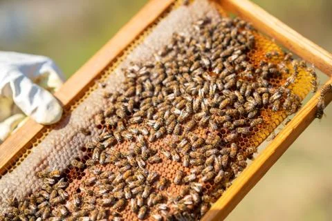 Bee's are working hard for producing honey on honeycomb Stock Photos