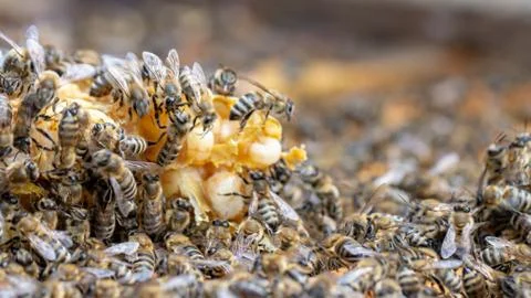 Bees are working in an open hive, which serves a beekeeper Foto stock
