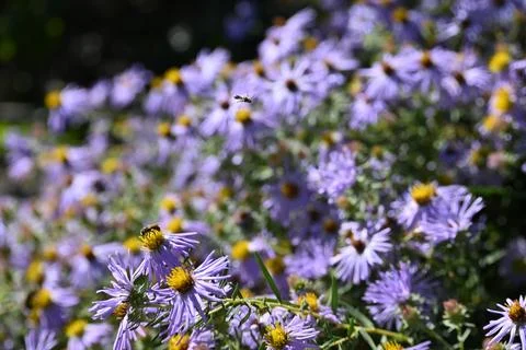 Bees on aromatic aster Foto stock