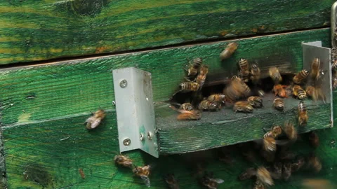 Bees around beehive Stock Footage 123703610