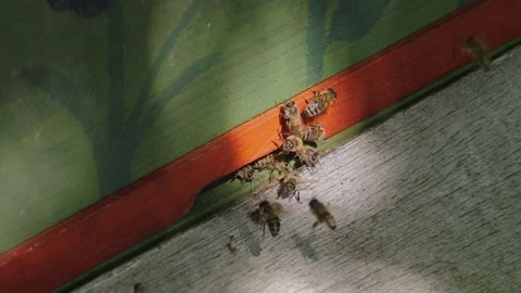 Bees around a beehive Stock Footage 249626165