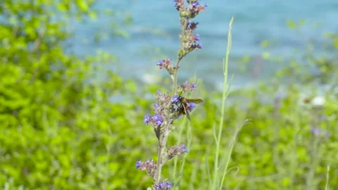 Bees around purple flowers Stock Footage 139866995
