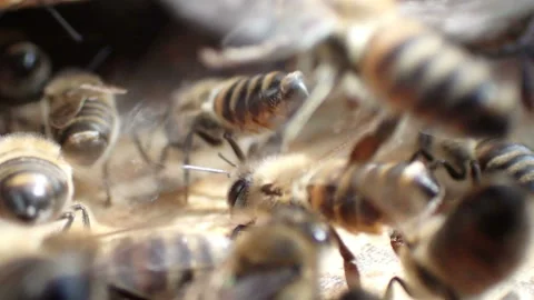 Bees on arrival board are buzzing excitedly Stock Footage 155483040