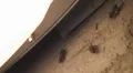 Bees assemble near light at night. Macro close up. HD Footage