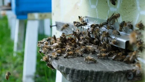 Bees attacked by hornets at the hive. Bee killer hornet . Slow-motion video. Stock Footage 107984384