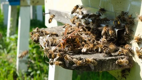 Bees attacked by hornets at the hive. Bee killer hornet . Slow-motion video. Stock Footage