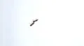 Bees attracted to a skylight swarm together and wreak havoc 2 HD Footage