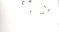 Bees attracted to a skylight swarm together and wreak havoc 1 HD Footage