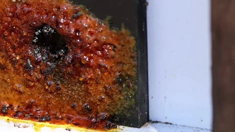 Bees at Australian Zoo Hive Stock Footage 312041705