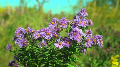 Bees on Autumn Flowers Stock Footage 35467721