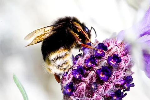 Bee's back Stock Photos