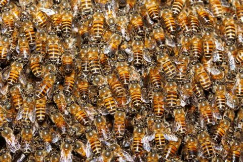 Bees background 库存照片