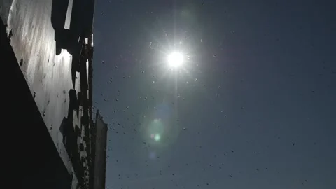 Bees In The Background Of The Sun Stock Footage 151808881