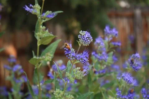 Bees in the backyard 스톡 사진