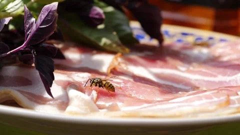 Bees on bacon, feeding bees on plate with bacon plasters. slow motion Stock Footage 210251508