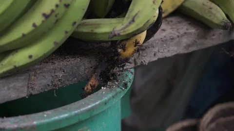 Bees banana1 Stock Footage