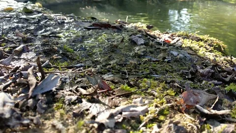 Bees on the bank of a small river. Stock Footage 114058512