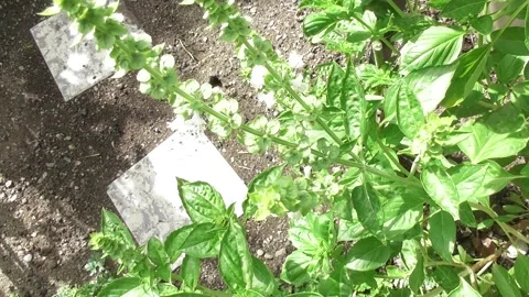 Bees on the basil flowers Stock Footage 344532726