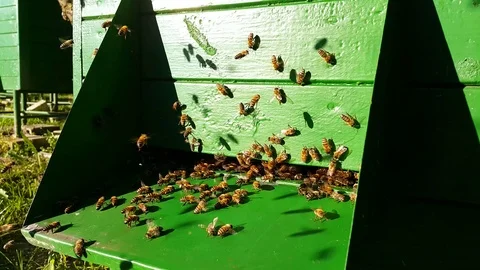 Bees bearding at a narrow lower hive entrance in a bee farm, at day time with Stock Footage 93527724