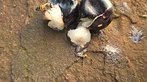 Bees, beautiful bees taking advantage of a jabuticaba tree that has fallen .. Video stock 287847136