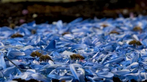 Bees on a bed of flowers Vidéo 106580162