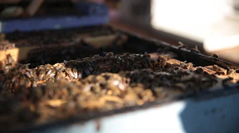Bees in a bee box Stock Footage 66241336