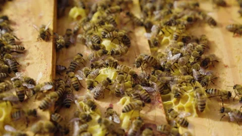 Bees In A Bee Farm Stock Footage 221827811
