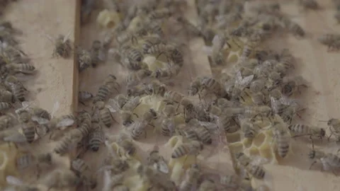 Bees In A Bee Farm - No LUT Version Stock Footage 221828035
