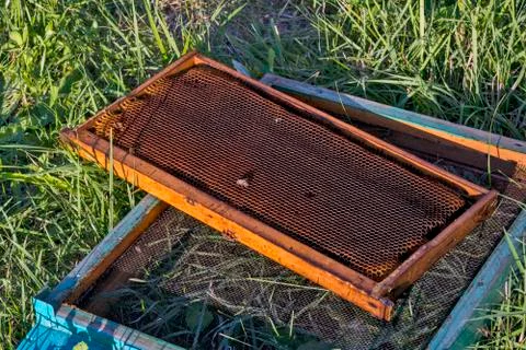 Bees on bee frame Stock Photos